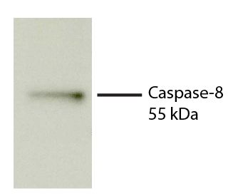 Total cell lysates from Jurkat cells were incubated with STS, resolved by electrophoresis, transferred to PVDF membrane, and probed with Rat Anti-Human Caspase-8-UNLB (SB Cat. No. 17300-01). Proteins were visualized using Goat Anti-Rat IgM-HRP (SB Cat. No. 3020-05) secondary antibody and chemiluminescent detection.