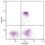 Feline peripheral blood lymphocytes were stained with Mouse Anti-Feline CD5-BIOT (SB Cat. No. 8100-08) and Mouse Anti-Feline CD8-PE (SB Cat. No. 8120-09) followed by Streptavidin-FITC (SB Cat. No. 7100-02).