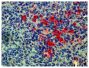 Paraffin embedded mouse spleen section was stained with Goat Anti-Mouse Kappa-AP (SB Cat. No. 1050-04) followed by Red AP and hematoxylin.