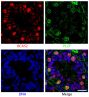 Paraffin embedded sections of mouse P8 testes were stained with anti-BCAS2 and anti-PLZF. The DNA was stained with Hoechst 33342 and mounted with Fluoromount-G<sup>®</sup> (SB Cat. No. 0100-01).<br/>Images from Liu W, Wang F, Xu Q, Shi J, Zhang X, Liu X, et al. BCAS2 is involved in alternative mRNA splicing in spermatogonia and the transition to meiosis. Nat Commun. 2017;8:14182. Figure 1(d)<br/>Reproduced under the Creative Commons license https://creativecommons.org/licenses/by/4.0/