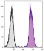 BALB/c mouse splenocytes were stained with Rat Anti-Mouse CD45-UNLB (SB Cat. No. 1660-01) followed by Goat F(ab')<sub>2</sub> Anti-Rat IgG(H+L), Mouse ads-PE (SB Cat. No. 3052-09).