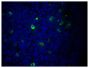Paraffin embedded mouse lymph node section was stained with Goat F(ab')<sub>2</sub> Anti-Mouse IgM, Human ads-FITC (SB Cat. No. 1022-02) followed by DAPI.