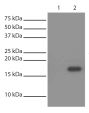 His-tagged recombinant protein was immunoprecipitated from E. coli cell lysate with Mouse Anti-His-Tag-SEPH (SB Cat. No. 4603-25; Lane 2) and BSA linked to agarose beads (Lane 1). Lysate was resolved by electrophoresis, transferred to PVDF membrane, and probed with Mouse Anti-His-Tag-HRP (SB Cat. No. 4603-05). Protein was visualized using chemiluminescent detection.