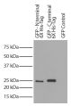 CHO-K1 cell lysates transfected with GFP - 6X His-tag were resolved by electrophoresis, transferred to PVDF membrane, and probed with Mouse Anti-His-Tag-HRP (SB Cat. No. 4603-05) followed by chemiluminescent detection.