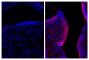 Frozen newborn mouse cartilage sections were blocked with Normal Rabbit Serum (SB Cat. No. 0040-01) and stained with Mouse Anti-Collagen Type II-UNLB (right) followed by Rabbit F(ab')<sub>2</sub> Anti-Mouse IgG(H+L), Human ads-BIOT (SB Cat. No. 6125-08),