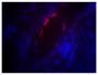 Frozen human skin tissue section was stained with Mouse Anti-Fibrillin-1-BIOT (SB Cat. No. 1405-08) followed by Streptavidin-CY3.5 (SB Cat. No. 7100-24) and DAPI.