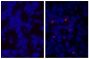BALB/c mouse splenocytes were stained with Goat IgG-TXRD isotype control (SB Cat. No. 0109-07; left) and Goat Anti-Mouse IgM, Human ads-TXRD (SB Cat. No. 1020-07; right).