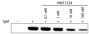 Ramos cell lysates treated with HM71224 and stimulated with Goat F(ab')<sub>2</sub> Anti-Human IgM-UNLB (SB Cat. No. 2022-01) were resolved by electrophoresis, transferred to PVDF membrane, and probed with anti-phospho-PLCγ2Y1217 followed by an HRP conjugated secondary antibody and chemiluminescent detection.<br/>Image from Kim Y, Park KT, Jang SY, Lee KH, Byun J, Suh KH, et al. HM71224, a selective Bruton's tyrosine kinase inhibitor, attenuates the development of murine lupus. Arthritis Res Ther. 2017;19:211. Figure 1(a)<br/>Reproduced under the Creative Commons license https://creativecommons.org/licenses/by/4.0/