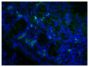 Paraffin embedded mouse small intestine tissue section was blocked with Normal Rabbit Serum (SB Cat. No. 0040-01) and stained with Goat Anti-Mouse IgA-UNLB (SB Cat. No. 1040-01) followed by Rabbit Anti-Goat IgG(H+L), Human SP ads-BIOT (SB Cat. No. 6164-08), Streptavidin-FITC (SB Cat. No. 7100-02), DAPI, and mounted with Fluoromount-G<sup>®</sup> Anti-Fade (SB Cat. No. 0100-35).