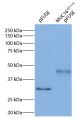 293 cell expression of MUC16c57-114-pFUSE-hIgG<sub>1</sub>-Fc2 fusion protein was resolved by electrophoresis, transferred to PVDF membrane, and probed with Mouse Anti-Human IgG<sub>1</sub> Fc-HRP (SB Cat. No. 9054-05) and chemiluminescent detection.<br/>