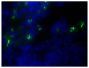 Frozen mouse lymph node section was stained with Goat Anti-Mouse IgM, Human ads-AF488 (SB Cat. No. 1020-30) followed by DAPI.