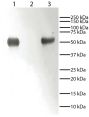 Lane 1 - Rabbit IgG<br/>Lane 2 - Rabbit IgG Light Chains<br/>Lane 3 - Rabbit IgG Heavy Chains<br/>Rabbit immunoglobulins above were resolved by electrophoresis under reducing conditions, transferred to PVDF membrane, and probed with Mouse Anti-Rabbit IgG-HRP (SB Cat. No. 4090-05).  Proteins were visualized using chemiluminescent detection.