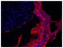 FLISA plate was coated with purified goat IgG.  Immunoglobulin was detected with Donkey Anti-Goat IgG(H+L), Multi-Species SP ads-AF555 (SB Cat. No. 6425-32).