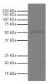 Human IgG-UNLB (SB Cat. No. 0150-01) was resolved by electrophoresis, transferred to PVDF membrane, and visualized using Mouse Anti-Human IgG Fc-UNLB (SB Cat. No. 9040-01) followed by Goat Anti-Mouse IgG, Human ads-HRP (SB Cat. No. 1030-05) secondary antibody and chemiluminescent detection.