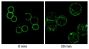 BAL17 cells stably expressing T-tagged mouse CMTM7 were stained with Goat F(ab')<sub>2</sub> Anti-Mouse IgM, Human ads-BIOT (SB Cat. No. 1022-08) and incubated on ice (0 min) or at 37°C (30 min) for 30 minutes followed by Streptavidin-FITC.<br/>Image from Miyazaki A, Yogosawa S, Murakami A, Kitamura D. Identification of CMTM7 as a transmembrane linker of BLNK and the B-cell receptor. PLoS One. 2012;7(2):e31829. Figure 1(c)<br/>Reproduced under the Creative Commons Attribution License