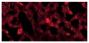Frozen section of TEPC 1165 cell line pellet was stained with Goat Anti-Mouse Kappa-TXRD (SB Cat. No. 1050-07).<br/>Image from Wang H, Owens JD, Shih JH, Li M, Bonner RF, Mushinski JF. Histological staining methods preparatory to laser capture microdissection significantly affect the integrity of the cellular RNA. BMC Genomics. 2006;7:97. Figure 1(d)<br/>Reproduced under the Creative Commons license https://creativecommons.org/licenses/by/2.0/