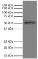 Human IgG-UNLB (SB Cat. No. 0150-01) was resolved by electrophoresis, transferred to PVDF membrane, and visualized using Mouse Anti-Human IgG Fc-UNLB (SB Cat. No. 9040-01) followed by Goat Anti-Mouse IgG, Human ads-HRP (SB Cat. No. 1030-05) secondary antibody and chemiluminescent detection.
