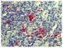 Paraffin embedded mouse spleen section was stained with Goat Anti-Mouse Lambda-UNLB (SB Cat. No. 1060-01) followed by Donkey Anti-Goat IgG(H+L), Mouse/Rat SP ads-AP (SB Cat. No. 6420-04), Red AP, and hematoxylin.