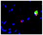 Frozen IBV infected chicken tracheal explant tissue section were stained with Mouse Anti-Chicken Monocyte/Macrophage-UNLB (SB Cat. No. 8420-01) and FITC conjugated anti-IBV followed by a secondary antibody and Hoechst 33342.<br/>Image from Reddy VR, Trus