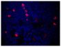 Paraffin embedded mouse lymph node section was stained with Goat F(ab')<sub>2</sub> Anti-Mouse IgM, Human ads-AF555 (SB Cat. No. 1022-32) followed by DAPI.