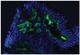 Frozen human skin tissue section was stained with Mouse Anti-Type IV Collagen-UNLB (SB Cat. No. 1460-01) followed by Goat Anti-Mouse IgG<sub>1</sub>, Human ads-AF488 (SB Cat. No. 1070-30) and DAPI.