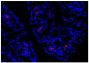 Paraffin embedded BALB/c mouse colon tissue section was stained with Goat Anti-Mouse IgA-TXRD (SB Cat. No. 1040-07) followed by DAPI.