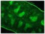 Frozen mouse splenic section was stained Rat Anti-Mouse CD3ε-FITC (SB Cat. No. 1535-02S).<br/>Image from Ji F, Liu Z, Cao J, Li N, Liu Z, Zuo J, et al. B cell response is required for granuloma formation in the early infection of <i>Schistosoma japonicum</i>.