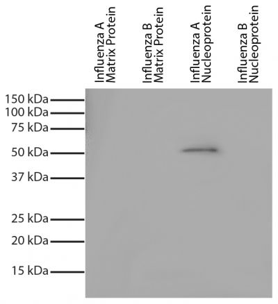 Recombinant influenza proteins were resolved by electrophoresis, transferred to PVDF membrane, and probed with Mouse Anti-Influenza A, Nucleoprotein-UNLB (SB Cat. No. 10770-01).  Proteins were visualized using Goat Anti-Mouse IgG, Human ads-HRP (SB Cat. No. 1030-05) and chemiluminescent detection.