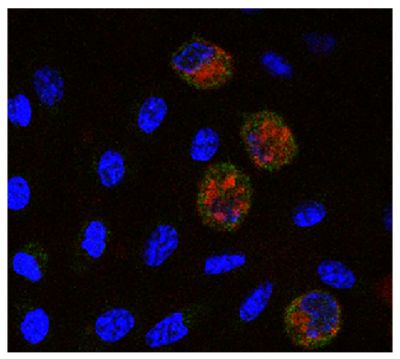 Adherent cells of chicken PBMC were stained with Mouse Anti-Chicken Monocyte/Macrophage-PE (SB Cat. No. 8420-09) and anti-Ch-7TM followed by a secondary antibody and DAPI.<br/>Image from Chen YS, Wu HC, Shien JH, Chiu HH, Lee LH. Cloning and characterization of a 7 transmembrane receptor from the adherent cells of chicken peripheral blood mononuclear cells. PLoS One. 2014;9(1):e86880. Figure 4(a)<br/>Reproduced under the Creative Commons license https://creativecommons.org/licenses/by/4.0/