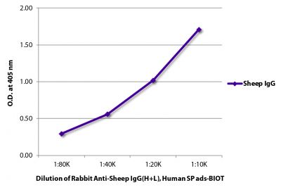 ELISA plate was coated with purified sheep IgG.  Immunoglobulin was detected with Rabbit Anti-Sheep IgG(H+L), Human SP ads-BIOT (SB Cat. No. 6156-08) followed by Streptavidin-HRP (SB Cat. No. 7100-05).