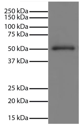 Human IgG-UNLB (SB Cat. No. 0150-01) was resolved by electrophoresis, transferred to PVDF membrane, and visualized using Mouse Anti-Human IgG Fc-UNLB (SB Cat. No. 9040-01) followed by Goat Anti-Mouse IgG, Human ads-HRP (SB Cat. No. 1030-05) secondary antibody and chemiluminescent detection.