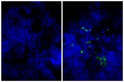 Frozen mouse lymph node section was stained with Goat IgG-FITC isotype control (SB Cat. No. 0109-02; left) and Goat Anti-Mouse IgM, Human ads-FITC (SB Cat. No. 1020-02; right) followed by DAPI.