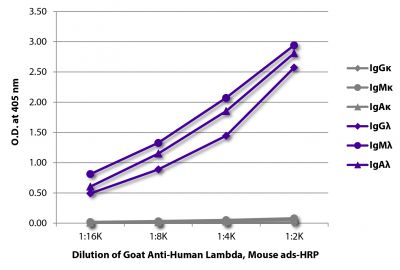 ELISA plate was coated with purified human IgGκ, IgMκ, IgAκ, IgGλ, IgMλ, and IgAλ.  Immunoglobulins were detected with serially diluted Goat Anti-Human Lambda, Mouse ads-HRP (SB Cat. No. 2071-05).