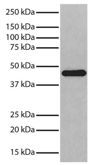 Total Jurkat cell lysates were resolved by electrophoresis, transferred to PVDF membrane, and probed with Mouse Anti-GSK-3β-HRP (SB Cat. No. 10915-01) followed by Goat Anti-Mouse IgG<sub>2b</sub>, Human ads-HRP (SB Cat. No. 1090-05).  Proteins were visualized using chemiluminescent detection.