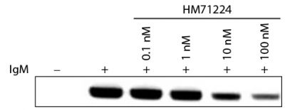 Ramos cell lysates treated with HM71224 and stimulated with Goat F(ab')<sub>2</sub> Anti-Human IgM-UNLB (SB Cat. No. 2022-01) were resolved by electrophoresis, transferred to PVDF membrane, and probed with anti-phospho-PLCγ2Y1217 followed by an HRP conjugated secondary antibody and chemiluminescent detection.<br/>Image from Kim Y, Park KT, Jang SY, Lee KH, Byun J, Suh KH, et al. HM71224, a selective Bruton's tyrosine kinase inhibitor, attenuates the development of murine lupus. Arthritis Res Ther. 2017;19:211. Figure 1(a)<br/>Reproduced under the Creative Commons license https://creativecommons.org/licenses/by/4.0/