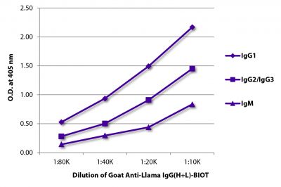 ELISA plate was coated with purified llama IgG<sub>1</sub>, IgG<sub>2</sub>/IgG<sub>3</sub>, and IgM.  Immunoglobulins were detected with Goat Anti-Llama IgG(H+L)-BIOT (SB Cat. No. 6045-08) followed by Streptavidin-HRP (SB Cat. No. 7105-05).