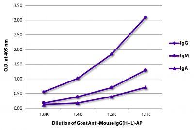 ELISA plate was coated with purified mouse IgG, IgM, and IgA.  Immunoglobulins were detected with serially diluted Goat Anti-Mouse IgG(H+L)-AP (SB Cat. No. 1036-04).