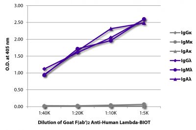 ELISA plate was coated with purified human IgGκ, IgMκ, IgAκ, IgGλ, IgMλ, and IgAλ.  Immunoglobulins were detected with serially diluted Goat F(ab')<sub>2</sub> Anti-Human Lambda-BIOT (SB Cat. No. 2072-08) followed by Streptavidin-HRP (SB Cat. No. 7100-05).