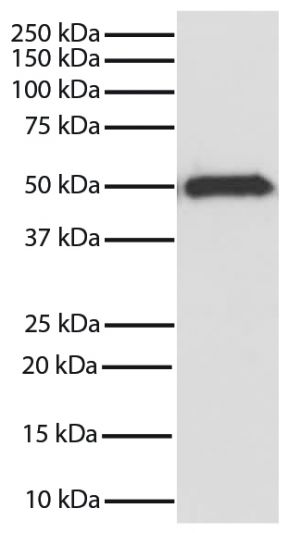 GSK3β was immunoprecipitated from total cell lysates from Jurkat cells with Mouse Anti-GSK-3β-SEPH (SB Cat. No. 10915-25).  Immunoprecipitate was resolved by electrophoresis, transferred to PVDF membrane, and probed with Mouse Anti-GSK-3β-HRP (SB Cat. No. 10920-05).  Proteins were visualized using  chemiluminescent detection.