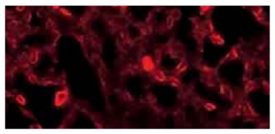 Frozen section of TEPC 1165 cell line pellet was stained with Goat Anti-Mouse Kappa-TXRD (SB Cat. No. 1050-07).<br/>Image from Wang H, Owens JD, Shih JH, Li M, Bonner RF, Mushinski JF. Histological staining methods preparatory to laser capture microdissection significantly affect the integrity of the cellular RNA. BMC Genomics. 2006;7:97. Figure 1(d)<br/>Reproduced under the Creative Commons license https://creativecommons.org/licenses/by/2.0/