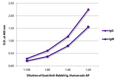 ELISA plate was coated with purified rabbit IgG and IgM.  Immunoglobulins were detected with serially diluted Goat Anti-Rabbit Ig, Human ads-AP (SB Cat. No. 4010-04).