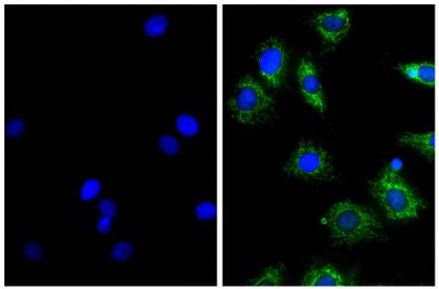 NIH/Swiss mouse fibroblast cell line 3T3 was stained with Rat Anti-β-Actin-UNLB (right) followed by Donkey Anti-Rat IgG(H+L), Mouse SP ads-AF488 (SB Cat. No. 6430-30) and DAPI.