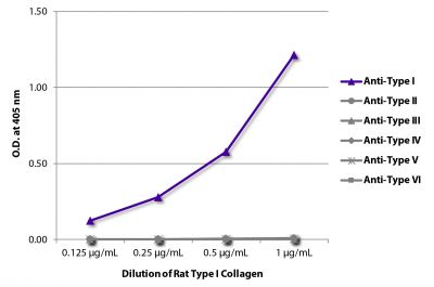 ELISA plate was coated with serially diluted Rat Type I Collagen (SB Cat. No. 1200-03).  Purified collagen was detected with Goat Anti-Type I Collagen-BIOT (SB Cat. No. 1310-08), Goat Anti-Type II Collagen-BIOT (SB Cat. No. 1320-08), Goat Anti-Type III Collagen-BIOT (SB Cat. No. 1330-08), Goat Anti-Type IV Collagen-BIOT (SB Cat. No. 1340-08), Goat Anti-Type V Collagen-BIOT (SB Cat. No. 1350-08), and Goat Anti-Type VI Collagen-BIOT (SB Cat. No. 1360-08) followed by Streptavidin-HRP (SB Cat. No. 7100-05).