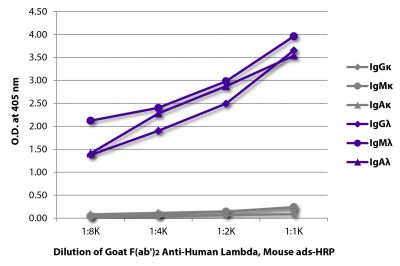 ELISA plate was coated with purified human IgGκ, IgMκ, IgAκ, IgGλ, IgMλ, and IgAλ.  Immunoglobulins were detected with serially diluted Goat F(ab')<sub>2</sub> Anti-Human Lambda, Mouse ads-HRP (SB Cat. No. 2073-05).