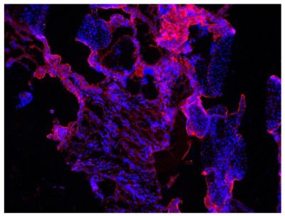 Frozen newborn mouse cartilage section was stained with Goat Anti-Type V Collagen-UNLB (SB Cat. No. 1350-01) followed by Mouse Anti-Goat IgG Fc-AF555 (SB Cat. No. 6158-32) and DAPI.