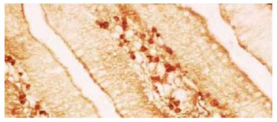 Paraffin embedded chicken jejunum section was stained with Mouse Anti-Chicken IgA-UNLB (SB Cat. No. 8330-01) followed by a biotin conjugated secondary antibody, HRP conjugated streptavidin, and DAB.<br/>Image from Zhang D, Shi W, Zhao Y, Zhong X. Adjuvant effects of Sijunzi decoction in chickens orally vaccinated with attenuated Newcastle-disease vaccine. Afr J Tradit Complement Altern Med. 2012;9:120-30. Figure 1(c)<br/>Reproduced under Creative Commons Attribution CC