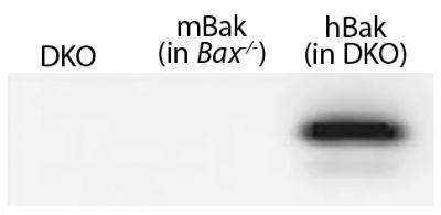 Lysates from mouse embryonic fibroblasts expressing no Bak (Bax-/-Bak-/- (DKO)), mouse Bak (Bax-/-), or WT human Bak (in DKO) were resolved by electrophoresis, transferred to nitrocellulose membrane, and probed with anti-Bak followed by Goat Anti-Rat Ig, Mouse ads-HRP (SB Cat. No. 3010-05) and chemiluminescent detection.<br/>Image from Alsop AE, Fennell SC, Bartolo RC, Tan IK, Dewson G, Kluck RM. Dissociation of Bak α1 helix from the core and latch domains is required for apoptosis. Nat Commun. 2015;6:6841. Figure 1(a)
