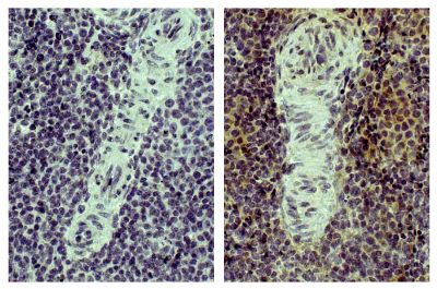 Paraffin embedded chicken spleen tissue was stained with Mouse Anti-Chicken CD4-UNLB (SB Cat. No. 8210-01, right) followed by Anti-Mouse IgG-HRP, DAB, and hematoxylin.