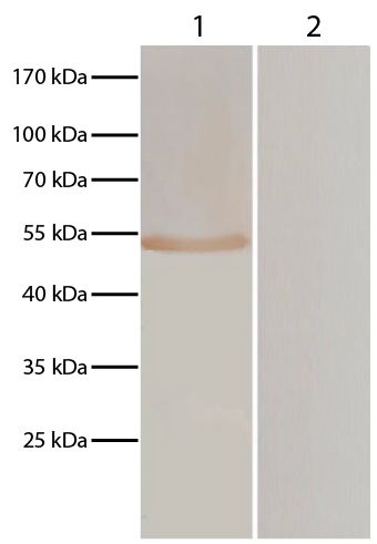 Lane 1 - pVAX-EF-1α transfected BHK cells<br/>Lane 2 - pVAXI transfected BHK cells<br/>pVAX-EF-1α and pVAXI transfected BHK cells were resolved by electrophoresis, transferred to membrane, and probed with anti-T. gondii followed by Goat Anti-Chicken IgY(H+L)-HRP (SB Cat. No. 6100-05) and DAB.<br/>Image from Wang S, Wang Y, Sun X, Zhang Z, Liu T, Gadahi JA, et al. Protective immunity against acute toxoplasmosis in BALB/c mice induced by a DNA vaccine encoding <i>Toxoplasma gondii</i> elongation factor 1-alpha. BMC Infect Dis. 2015;15:448. Figure 3<br/>Reproduced under the Creative Commons license https://creativecommons.org/licenses/by/4.0/