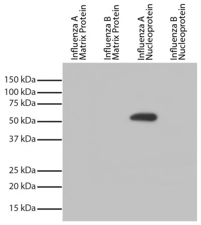 Recombinant influenza proteins were resolved by electrophoresis, transferred to PVDF membrane, and probed with Mouse Anti-Influenza A, Nucleoprotein-UNLB (SB Cat. No. 10780-01).  Proteins were visualized using Goat Anti-Mouse IgG, Human ads-HRP (SB Cat. No. 1030-05) and chemiluminescent detection.